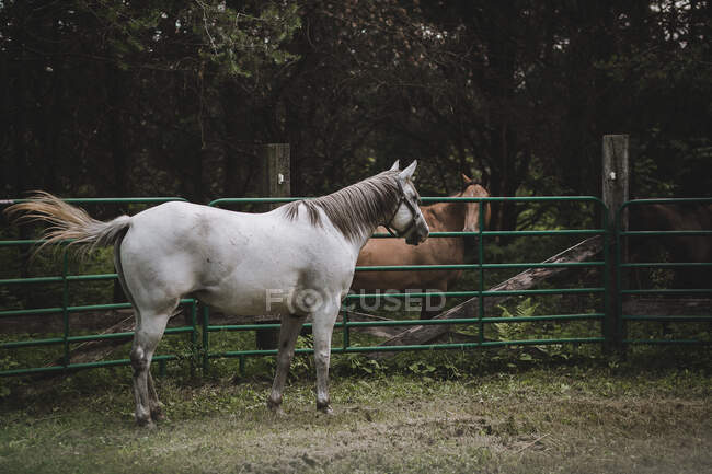 Красивая белая лошадь в загоне — стоковое фото