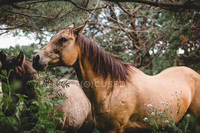 Portrait of a beautiful and young, brown, arabian, foal, grazing in the field. — Stock Photo