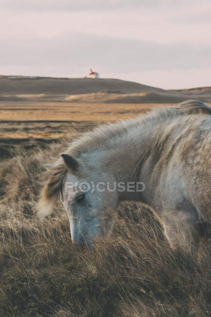 Лошадь на фоне гор — стоковое фото