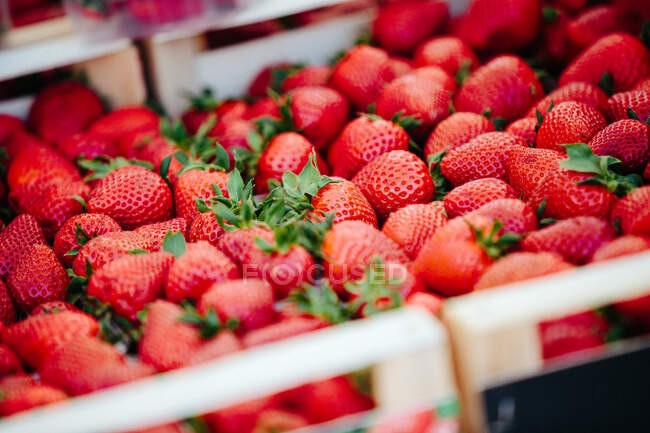 Fresas en el mercado de agricultores, de cerca - foto de stock