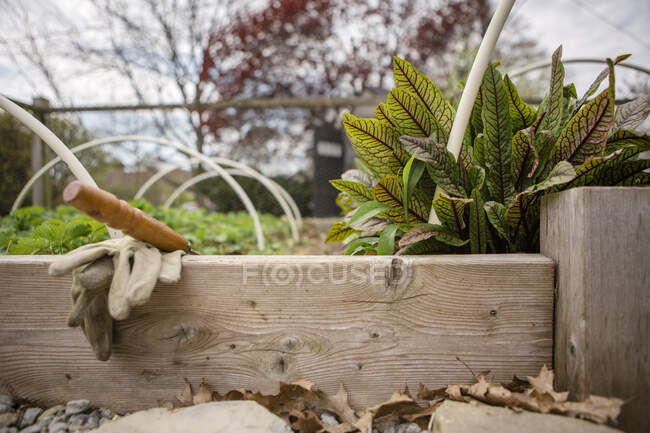 Ferramentas de jardim e luvas leigos em plantas de jardim levantadas cheias de plantas — Fotografia de Stock