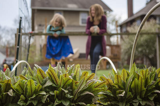 Plants grow in raised garden beds with mother and daughter in back — Stock Photo