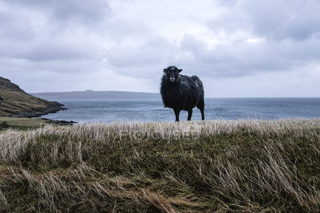 Black cute lamb looking at the camera while standing on the steep coast — Stock Photo