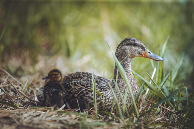 A mother duck and her duckling share an intimate moment with one another while lying in the grass on a spring afternoon. — Stock Photo