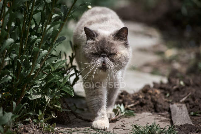 Weiße Katze spaziert im grünen Gebüsch an der frischen Luft — Stockfoto