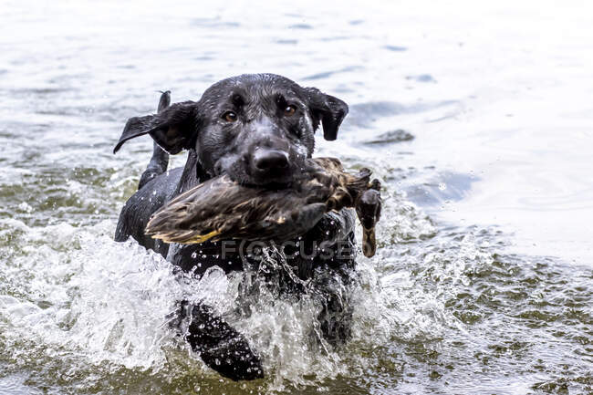 Schwarzer Labrador trainiert, um eine Ente zu bergen — Stockfoto