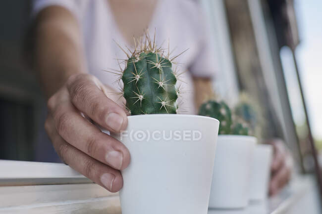 Mão segurando cacto em vaso — Fotografia de Stock