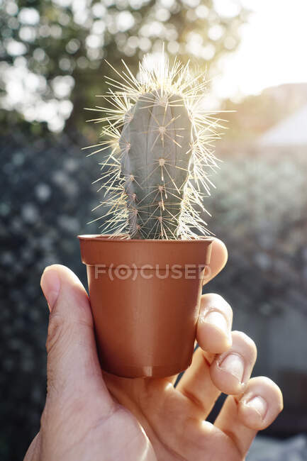 Cactus en main à l'extérieur, gros plan — Photo de stock