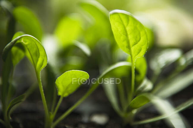 Spinach seedlings getting ready to go in the home garden — Stock Photo