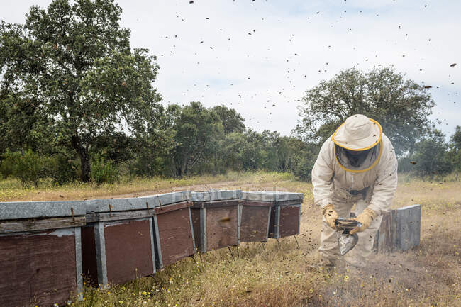 Сельский и натуральный пчеловод, собирающий мед из ульев с пчелами. Концепция пчеловодства, самопотребление, — стоковое фото