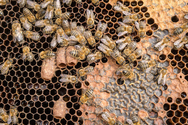 Queen bee cones in honeycomb — Stock Photo
