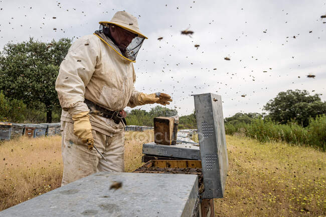 Apicoltore rurale e naturale, che lavora per raccogliere il miele dagli alveari con le api mellifere. Concetto di apicoltura, autoconsumo, — Foto stock