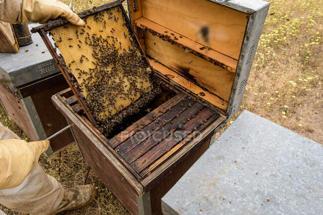 Apiculteur rural et naturel, travaillant à recueillir le miel des ruches avec des abeilles mellifères. Concept apicole, autoconsommation, — Photo de stock