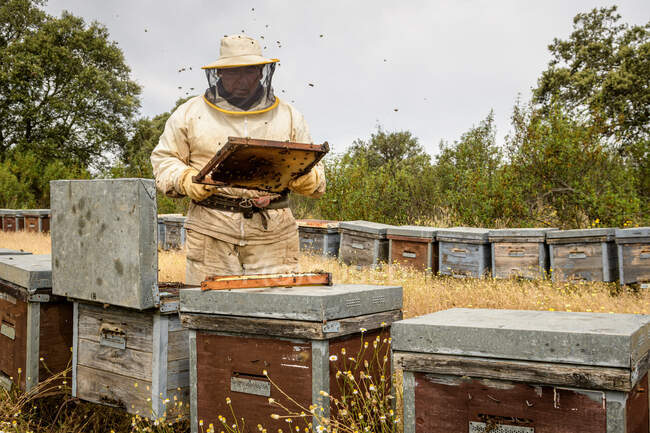 Apicoltore rurale e naturale, che lavora per raccogliere il miele dagli alveari con le api mellifere. Concetto di apicoltura, autoconsumo, — Foto stock