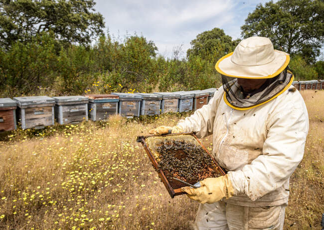 Сельский и натуральный пчеловод, собирающий мед из ульев с пчелами. Концепция пчеловодства, самопотребление, — стоковое фото