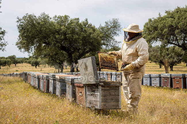 Bienenzüchter auf dem Land und in der Natur, die Honig aus Bienenstöcken mit Honigbienen sammeln. Imkerkonzept, Eigenverbrauch, — Stockfoto