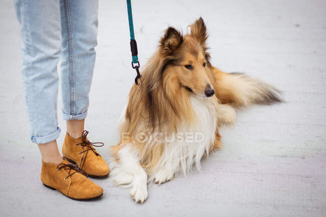 Cão com um animal de estimação na rua — Fotografia de Stock