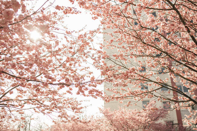 Красивые розовые цветы сакуры в саду — стоковое фото