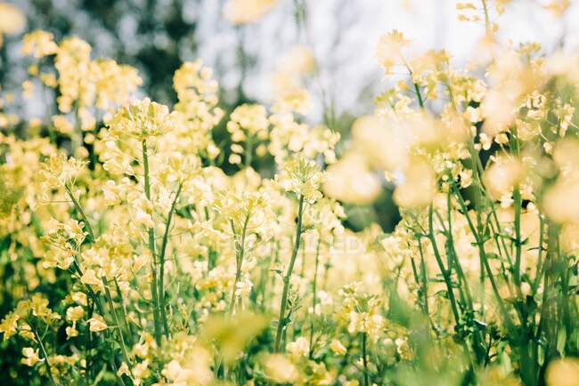 Красивий ботанічний знімок, натуральні шпалери — стокове фото