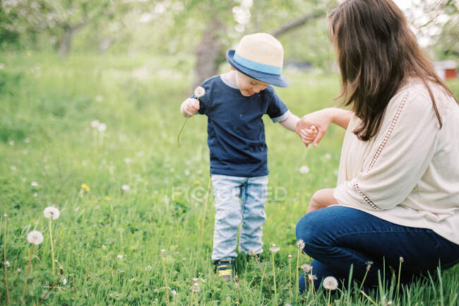 Un petit garçon tout-petit cueillant le pissenlit avec sa mère dans un champ — Photo de stock
