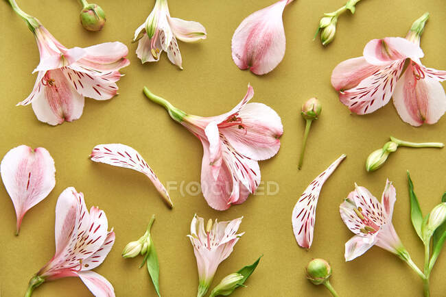 Красивий ботанічний знімок, натуральні шпалери — стокове фото