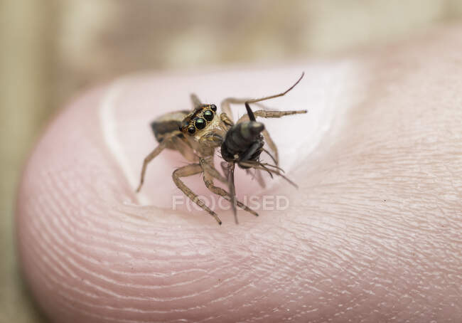 Jumping spider that just captured its prey — Stock Photo