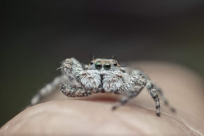 Springende Spinne bereit für die Jagd auf ihre Beute — Stockfoto