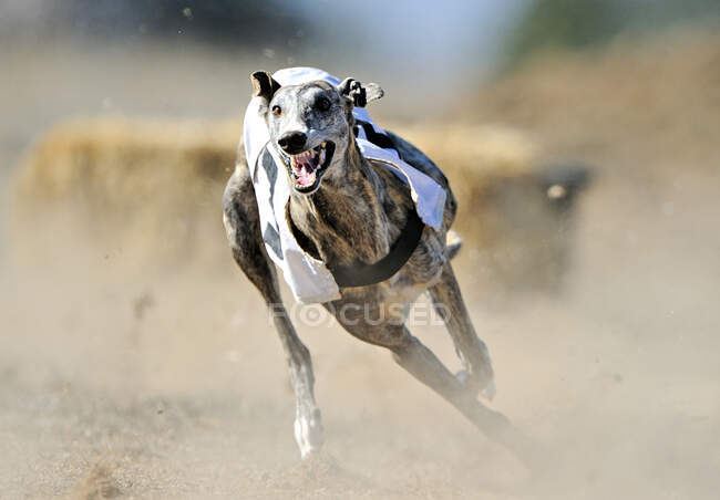 Greyhound corriendo libre en el campo - foto de stock