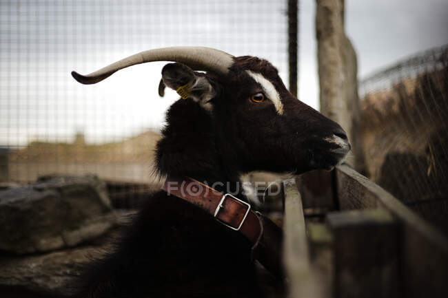 Hermosa cabra de perfil en una granja - foto de stock