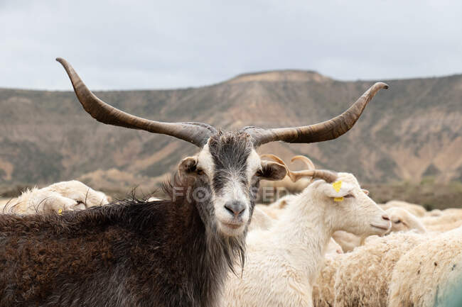 Велика коза дивиться на камеру — стокове фото