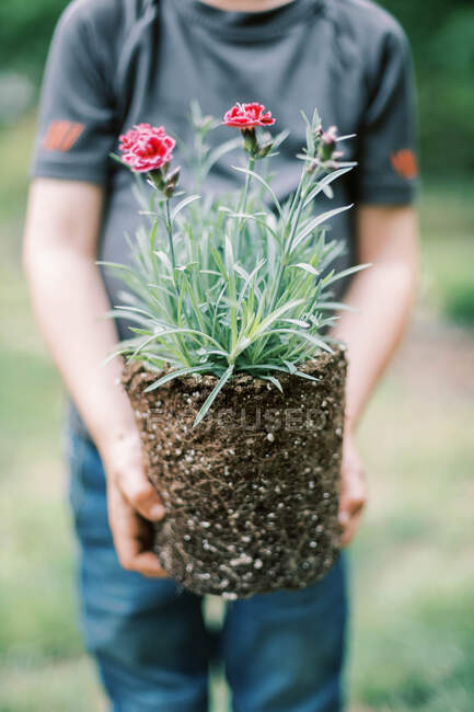 Крупный план маленького мальчика, держащего растение — стоковое фото