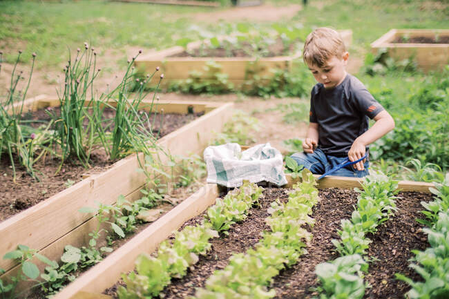 Мальчик собирает салат в семейном саду — стоковое фото