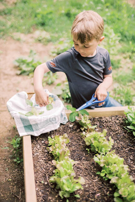 Niño cosechando la lechuga en el jardín familiar - foto de stock