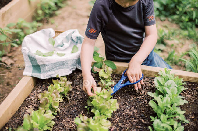 Мальчик собирает салат в семейном саду — стоковое фото