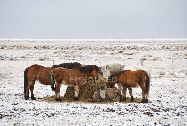 Cavalli icelandici nel campo innevato — Foto stock