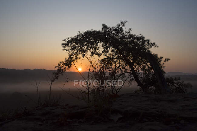 Silhouette of tree at mountain summit at sunrise — Stock Photo