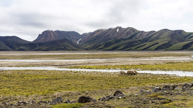 Beautiful landscape of  Iceland's highlands. Nature — Stock Photo