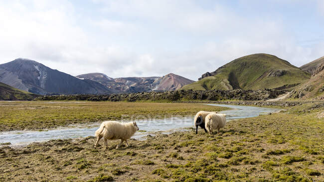 Прекрасний пейзаж високогір'я Ісландії. Природа — стокове фото