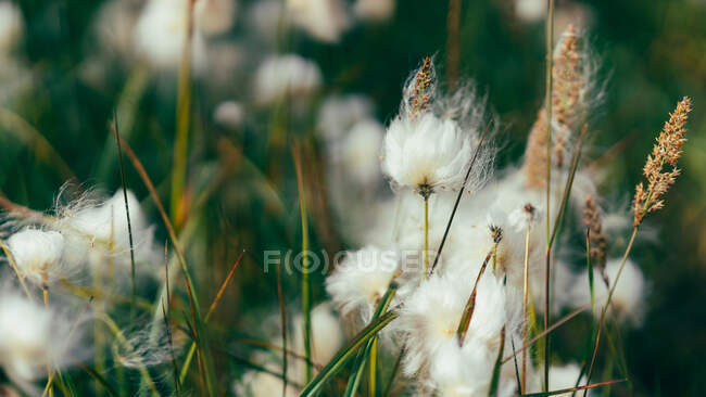 Primer plano de hierba de algodón silvestre en el día de verano en Islandia - foto de stock