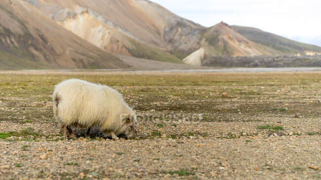 Ovelhas selvagens pastando nas terras altas da Islândia em agosto — Fotografia de Stock