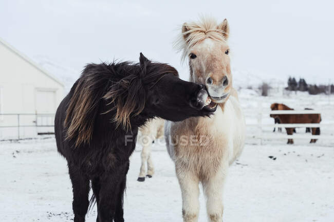 Cavalli islandesi che giocano nel fienile — Foto stock