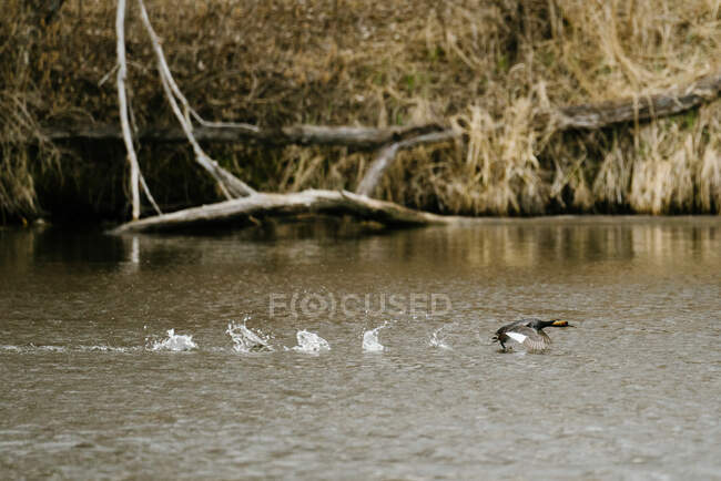 Side view of an Eared Grebe taking flight from a lake — Stock Photo