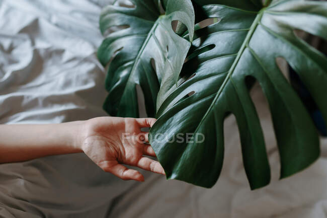 Colpo ritagliato di mano femminile e foglie di monstera a letto — Foto stock