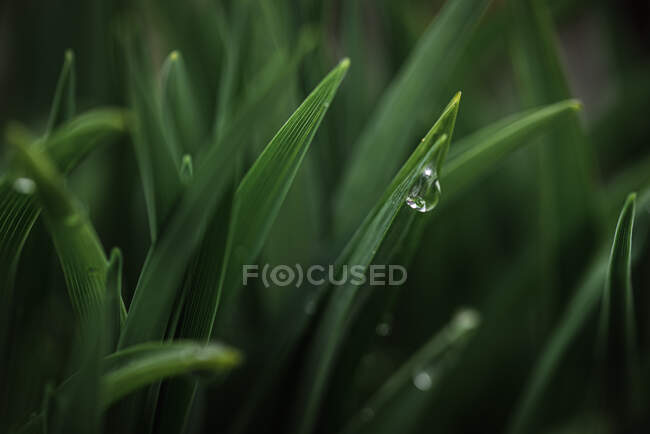 Green grass and dew drops. nature background. close-up — Stock Photo