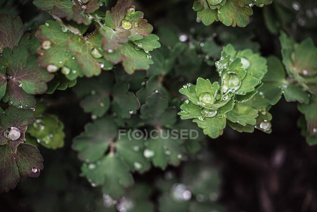 Зеленые листья с капли росы. красивый летний фон. — стоковое фото