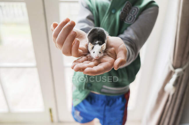 Молодий хлопчик тримає домашню мишу всередині. — стокове фото