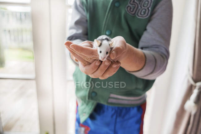 Jovem menino segurando animal de estimação rato em suas mãos — Fotografia de Stock