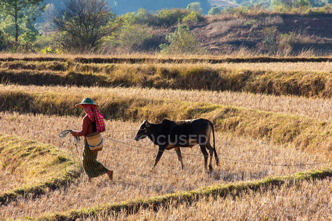 Сельская жизнь в центре Мьянмы — стоковое фото