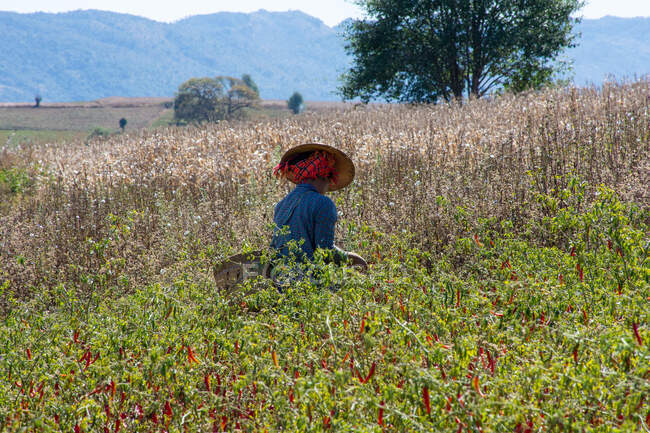 Mulher local que trabalha em um campo de pimenta — Fotografia de Stock