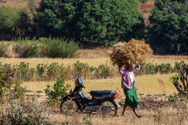 Donna locale che lavora in campagna Myanmar — Foto stock